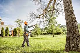 Best Tree Trimming and Pruning  in Pamplico, SC