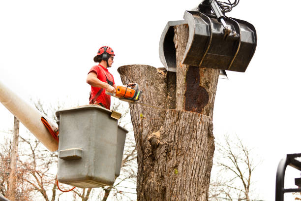 Pamplico, SC Tree Services Company